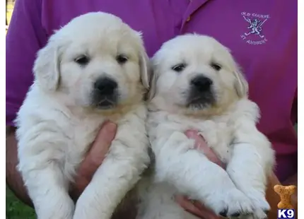 Golden Retriever puppy for sale: two white golden retriever dogs with their tongues out