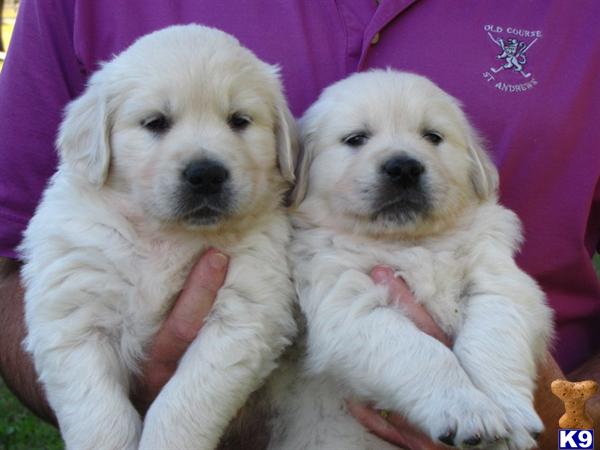 two white golden retriever dogs with their tongues out