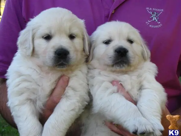 Golden Retriever puppy for sale: two white golden retriever dogs with their tongues out