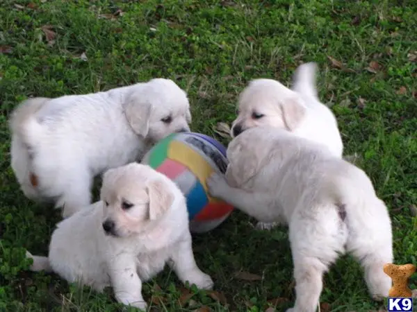 Golden Retriever puppy for sale: a group of golden retriever puppies playing with a ball