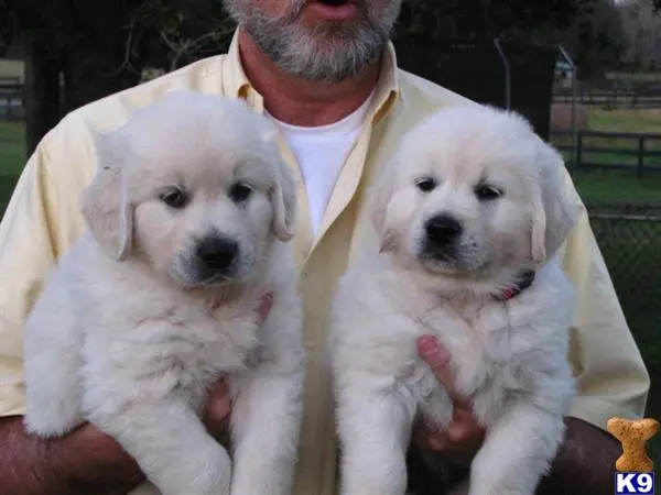 Golden Retriever puppy for sale: a person holding two golden retriever dogs