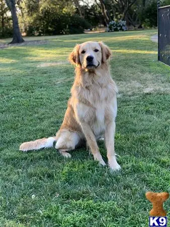 Golden Retriever stud dog