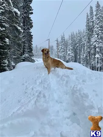 Golden Retriever stud dog