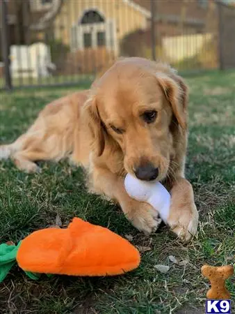 Golden Retriever stud dog