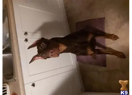 Doberman Pinscher