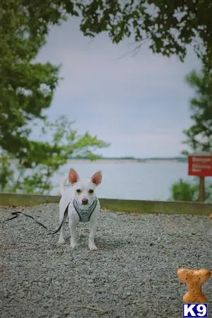 Chihuahua stud dog