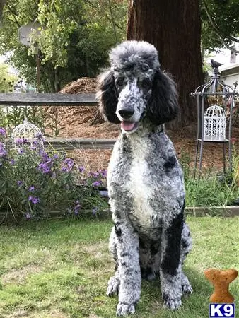 Poodle stud dog