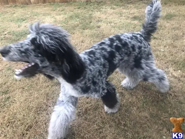 Poodle stud dog