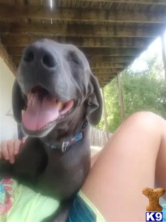 Weimaraner stud dog