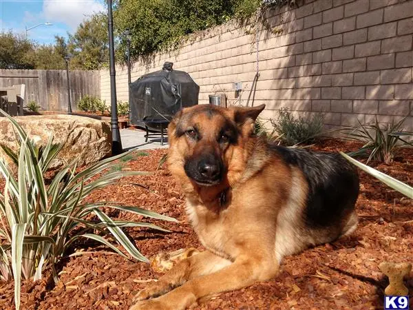 German Shepherd female dog