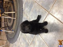 labrador retriever puppy posted by tonyak
