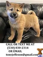 Shiba Inu Puppies For Sale In Texas