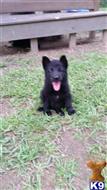 german shepherd puppy posted by tonyjmaxxx