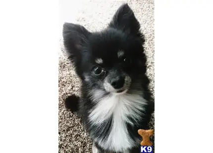 Pomeranian