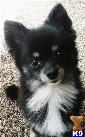 Pomeranian stud dog