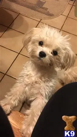 Maltese