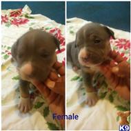 american pit bull puppy posted by toowitchy4ya