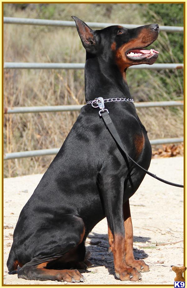 Doberman Pinscher