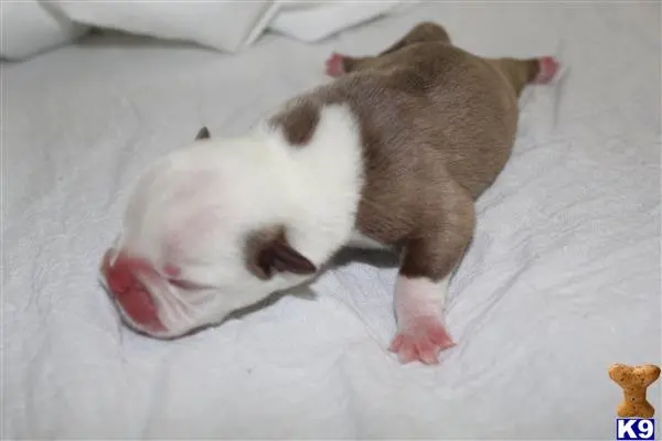 Old English Bulldog puppy for sale