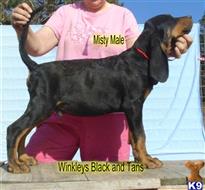 black and tan coonhound puppy posted by topdog