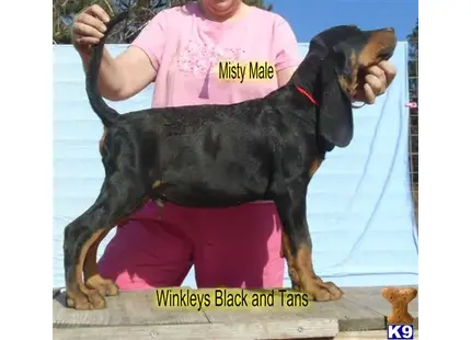 Black and Tan Coonhound