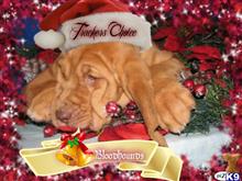 bloodhound puppy posted by topdog