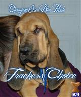 bloodhound puppy posted by topdog