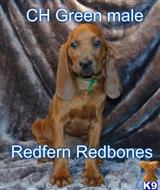 redbone coonhound puppy posted by topdog