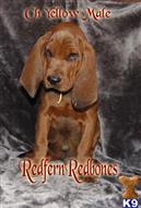 redbone coonhound puppy posted by topdog