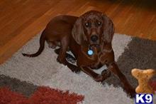redbone coonhound puppy posted by topdog