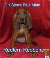 redbone coonhound puppy posted by topdog