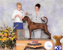 redbone coonhound puppy posted by topdog