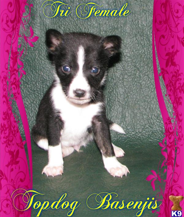 tricolor basenji puppies for sale basenji puppy for sale tri color puppies now here www topdogbasenji 5 years tricolor basenji puppies for sale basenji puppy for sale tri color puppies now here www topdogbasenji 5 years