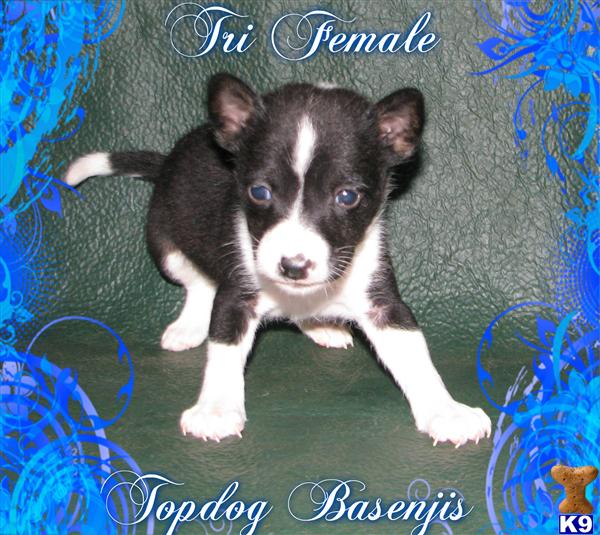 tricolor basenji puppies for sale basenji puppy for sale tri color puppies now here www topdogbasenji 5 years tricolor basenji puppies for sale basenji puppy for sale tri color puppies now here www topdogbasenji 5 years