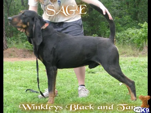 Black and Tan Coonhound