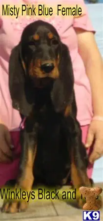 Black and Tan Coonhound puppy for sale