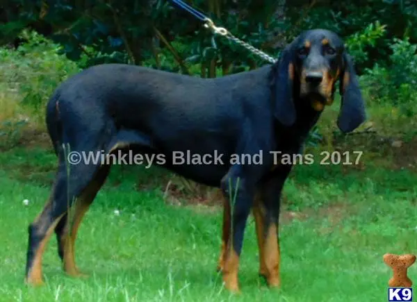 Black and Tan Coonhound puppy for sale