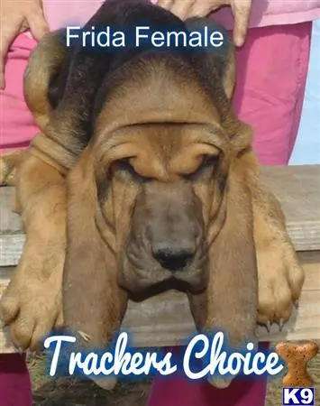 Bloodhound puppy for sale