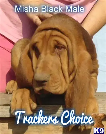 Bloodhound puppy for sale