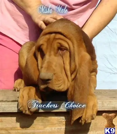 Bloodhound puppy for sale