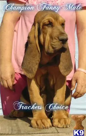 Bloodhound puppy for sale