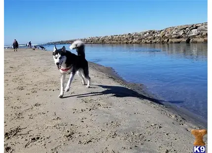 Siberian Husky