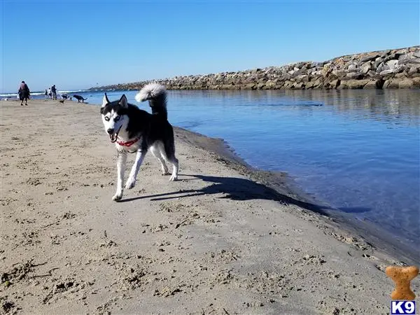 Siberian Husky