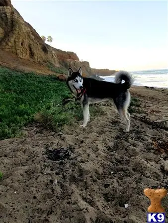 Siberian Husky stud dog