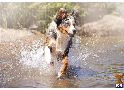 Australian Shepherd