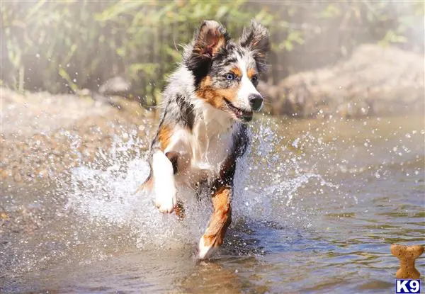 Australian Shepherd female dog