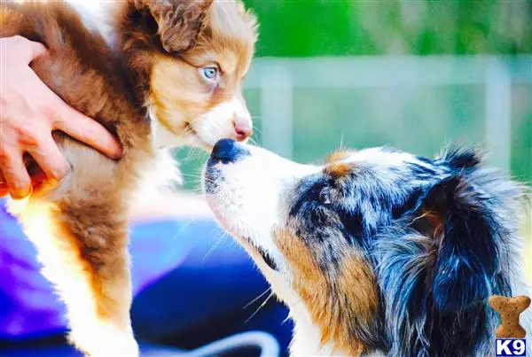 Australian Shepherd female dog