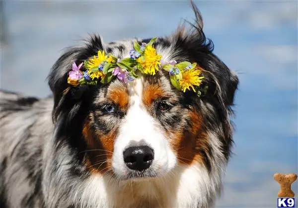 Australian Shepherd female dog