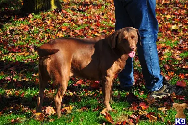 Labrador Retriever