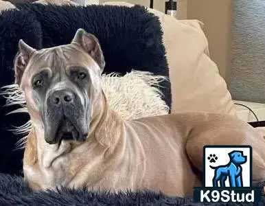 Cane Corso stud dog